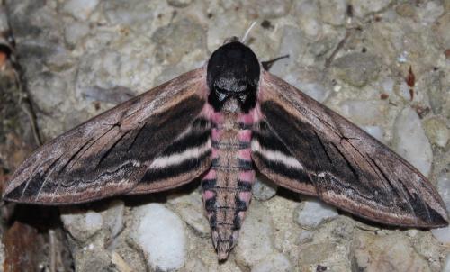 Réf. 208 581 : Sphinx ligustri
